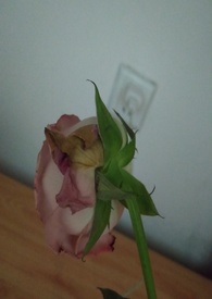 ��Ů�ĳͷ�